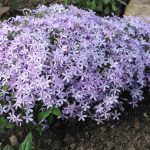 Флоксы: благоухающая россыпь на вашем участке