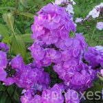 Флоксы: благоухающая россыпь на вашем участке