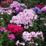 Флоксы: благоухающая россыпь на вашем участке