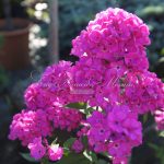 Флоксы: благоухающая россыпь на вашем участке