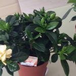 Уход за комнатной гарденией: основные требования и нюансы