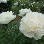 Уход за комнатной гарденией: основные требования и нюансы