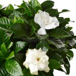 Уход за комнатной гарденией: основные требования и нюансы