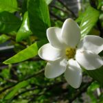 Уход за комнатной гарденией: основные требования и нюансы