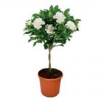 Уход за комнатной гарденией: основные требования и нюансы