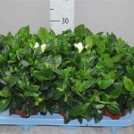 Уход за комнатной гарденией: основные требования и нюансы