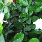 Уход за комнатной гарденией: основные требования и нюансы