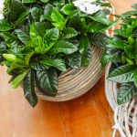 Уход за комнатной гарденией: основные требования и нюансы