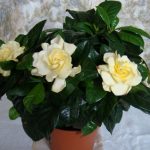 Уход за комнатной гарденией: основные требования и нюансы