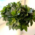 Уход за комнатной гарденией: основные требования и нюансы