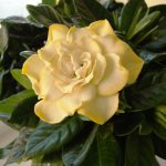 Уход за комнатной гарденией: основные требования и нюансы