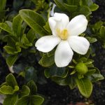 Уход за комнатной гарденией: основные требования и нюансы