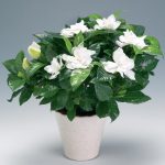 Уход за комнатной гарденией: основные требования и нюансы