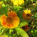 Как вырастить яркий осенний цветок «Гелениум»