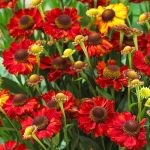 Как вырастить яркий осенний цветок «Гелениум»