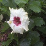 Гибискус комнатный: описание популярных видов и секреты ухода в домашних условиях