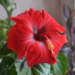 Гибискус комнатный: описание популярных видов и секреты ухода в домашних условиях