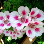 годеция фото на клумбе на даче. Смотреть фото годеция фото на клумбе на даче. Смотреть картинку годеция фото на клумбе на даче. Картинка про годеция фото на клумбе на даче. Фото годеция фото на клумбе на даче
