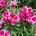 годеция фото на клумбе на даче. Смотреть фото годеция фото на клумбе на даче. Смотреть картинку годеция фото на клумбе на даче. Картинка про годеция фото на клумбе на даче. Фото годеция фото на клумбе на даче