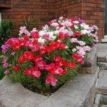 годеция фото на клумбе на даче. Смотреть фото годеция фото на клумбе на даче. Смотреть картинку годеция фото на клумбе на даче. Картинка про годеция фото на клумбе на даче. Фото годеция фото на клумбе на даче