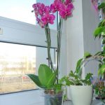 Горшки для орхидей: характеристика видов и критерии выбора