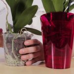 Горшки для орхидей: характеристика видов и критерии выбора