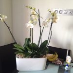 Горшки для орхидей: характеристика видов и критерии выбора