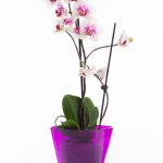 Горшки для орхидей: характеристика видов и критерии выбора