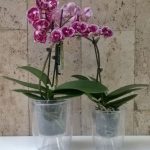 Горшки для орхидей: характеристика видов и критерии выбора