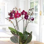 Горшки для орхидей: характеристика видов и критерии выбора