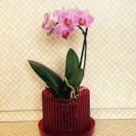 Горшки для орхидей: характеристика видов и критерии выбора