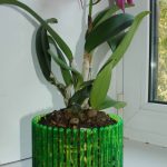 Горшки для орхидей: характеристика видов и критерии выбора