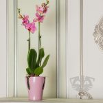 Горшки для орхидей: характеристика видов и критерии выбора