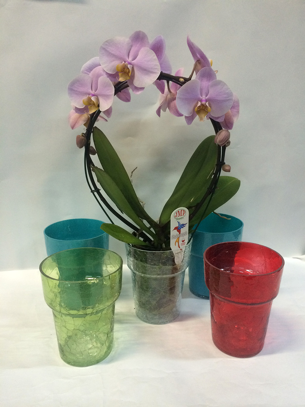 Стеклянные горшки для орхидей. Орхидея фаленопсис в горшке. Горшки для орхидей прозрачные. Стеклянное кашпо для орхидей.