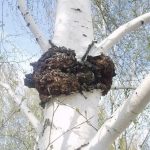 Гриб чага: характеристика, полезные свойства и противопоказания