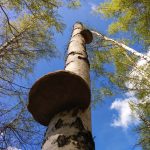 Гриб чага: характеристика, полезные свойства и противопоказания