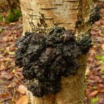 Гриб чага: характеристика, полезные свойства и противопоказания