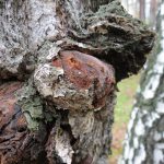 Гриб чага: характеристика, полезные свойства и противопоказания