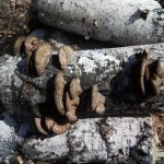 Гриб чага: характеристика, полезные свойства и противопоказания