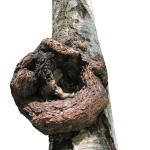 Гриб чага: характеристика, полезные свойства и противопоказания