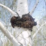 Гриб чага: характеристика, полезные свойства и противопоказания