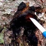 Гриб чага: характеристика, полезные свойства и противопоказания