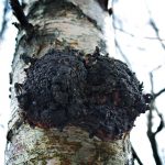 Гриб чага: характеристика, полезные свойства и противопоказания