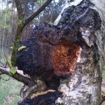 Гриб чага: характеристика, полезные свойства и противопоказания