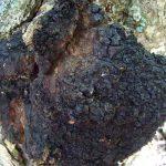 Гриб чага: характеристика, полезные свойства и противопоказания