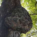 Гриб чага: характеристика, полезные свойства и противопоказания