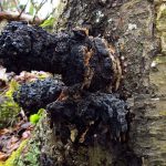 Гриб чага: характеристика, полезные свойства и противопоказания