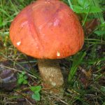 Гриб подосиновик: как найти, распознать и приготовить