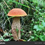 Гриб подосиновик: как найти, распознать и приготовить