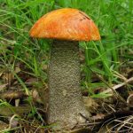 Гриб подосиновик: как найти, распознать и приготовить